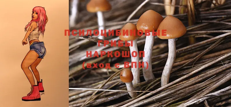 где найти наркотики  мориарти формула  Псилоцибиновые грибы Psilocybe  Зима  KRAKEN ONION 